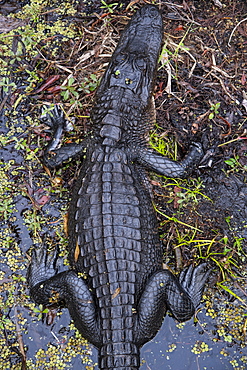 Alligator in Barataria Swamp, New Orleans, Louisiana, United States of America, North America