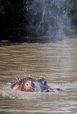 Hippo spraying water in a pool, Maasai Mara, Kenya, East Africa, Africa