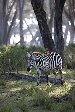 Zebra in early morning. Crescent Island Game Sanctuary, Lake Naivasha, Great Rift Valley, Kenya, East Africa, Africa