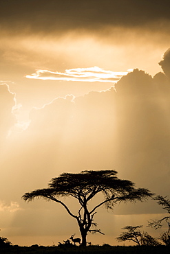 Impala (antelope) taking shelter under an acacia tree during a storm at sunset in the Maasai Mara National Reserve, Kenya, East Africa, Africa