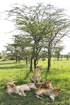 Lions lounging in the shade, afternoon on the Maasai Mara, Kenya, East Africa, Africa