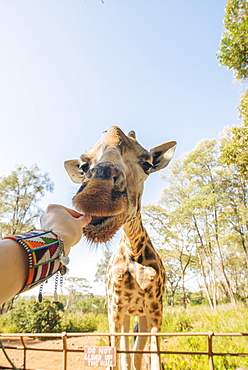 Feeding a giraffe in Nairobi, Kenya, East Africa, Africa