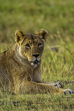 A Lion (Panthera leo), in the Maasai Mara National Reserve, Kenya, East Africa, Africa