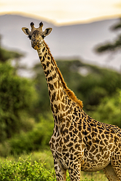 A Giraffe (Giraffa), in the Maasai Mara National Reserve, Kenya, East Africa, Africa