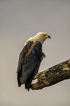 An African Fish Eagle (Haliaeetus vocifer), in Amboseli National Park, Kenya, East Africa, Africa