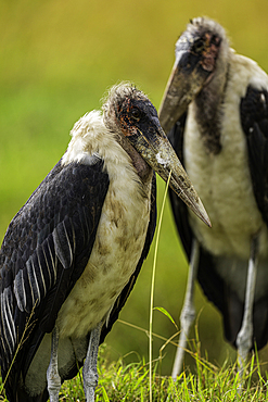 Two Marabou Storks (Leptoptilos crumenifer), in the Maasai Mara National Reserve, Kenya, East Africa, Africa