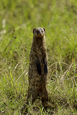 A mongoose (Herpestidae), in the Maasai Mara National Reserve, Kenya, East Africa, Africa