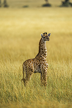 A young Giraffe (Giraffa), in the Maasai Mara National Reserve, Kenya, East Africa, Africa