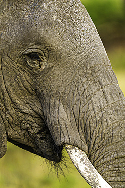 An Elephant (Loxodonta africana) in the Maasai Mara National Reserve, Kenya, East Africa, Africa