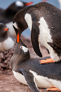 Gentoo penguins (Pygoscelis Papua), performing a mating ritual in the Antarctic peninsula, Antarctica, Polar Regions