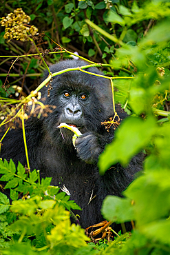 A mountain gorilla, a member of the Agasha family in the mountains of Volcanos National Park, Rwanda, Africa