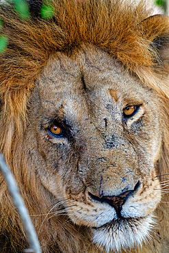 Head of an adult male Lion (Panthera leo) in the Maasai Mara, Kenya, East Africa, Africa