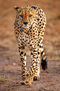 A male Cheetah (Acinonyx jubatus) in the Maasai Mara, Kenya, East Africa, Africa