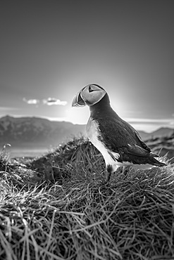 Black and white image of an Atlantic Puffin (Fratercula arctica), at sunset in Borgarfjaroarhofn, Iceland, Polar Regions