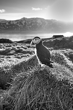 An Atlantic Puffin, Fratercula arctica, at sunset in Borgarfjarðarhöfn, Iceland. black and white