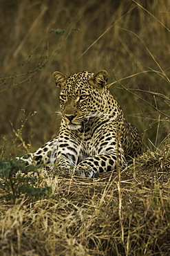 Camouflaged Leopard rests in brush and tall grass, South Luangwa National Park, Zambia, Africa