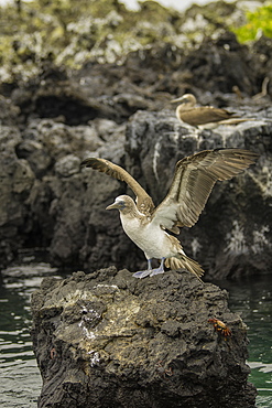 Blue Footed Booby spreading its wings on rocks with Fiddler crab, Isabela Island, Galapagos, Ecuador, South America