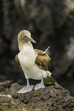 Blue Footed Booby on rocks, Isabela Island, Galapagos, Ecuador, South America