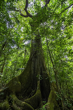 A large tree located in the forest of the Soberania National Park, Panama, Central America