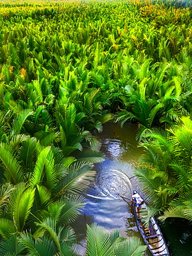 Fisherman fishing in the middle of nipa palm forest, Quang Ngai, Vietnam, Indochina, Southeast Asia, Asia