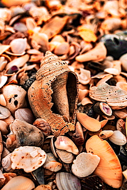 Sea shells on a beach, Delnor-Wiggins Pass State Park, Naples, Florida, United States of America, North America