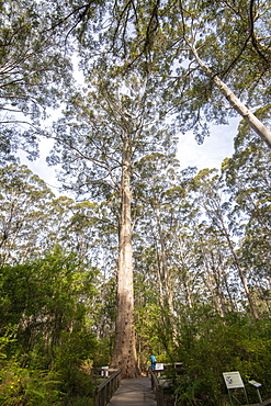 The Gloucester Tree, Gloucester National Park, Pemberton, Western Australia, Australia, Pacific