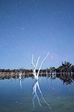 Swamp under the night sky, Towerrining, Western Australia, Australia, Pacific