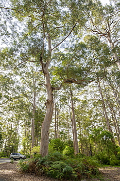 Giant Karri gum trees at Gloucester National Park, Pemberton, Western Australia, Australia, Pacific