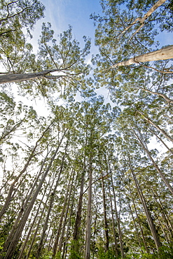 Giant Karri gum trees at Gloucester National Park, Pemberton, Western Australia, Australia, Pacific