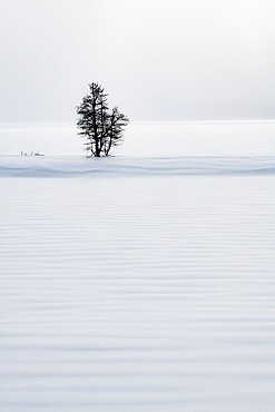 Lone tree in snow dune, Yellowstone National Park, UNESCO World Heritage Site, Wyoming, United States of America, North America