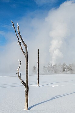 Dead trees in a snowscape with fog and geyser eruption, Yellowstone National Park, UNESCO World Heritage Site, Wyoming, United States of America, North America