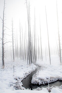 Snowscape with stream and trees in the fog, Yellowstone National Park, UNESCO World Heritage Site, Wyoming, United States of America, North America