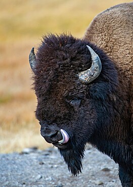 American Bison (Bison bison), profile sticking out tongue, Yellowstone National Park, UNESCO World Heritage Site, Wyoming, United States of America, North America