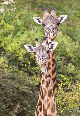 Close up of pair of giraffe (Giraffa), South Luangwa National Park, Zambia, Africa