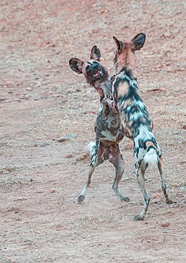 African wild dogs (Lycaon pictus), standing and playing, South Luangwa National Park, Zambia, Africa