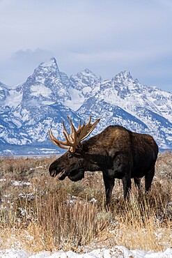 Vertical of bull moose (Alces alces), in front Grand Teton peak, Grand Teton National Park, Wyoming, United States of America, North America