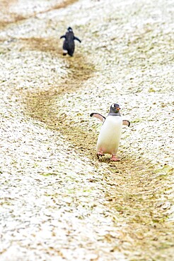 Penguins walking on paths to and from the ocean, Antarctica, Polar Regions