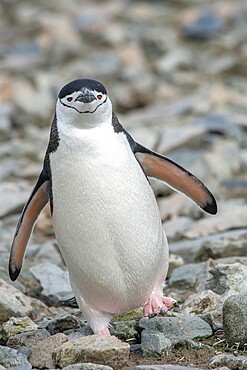 Chinstrap penguin (Pygoscelis antarcticus) walking across the rocks, Antarctica, Polar Regions