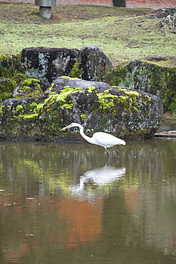 A white bird stands firmly on the surface of a body of water in Nara, Honshu, Japan, Asia