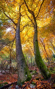 Autumn foliage picture of two towering trees and sunburst between the branches, Lessinia, Veneto, Italy, Europe