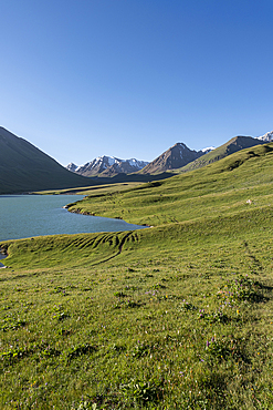 Lush green hills and clear waters of Kol Ukok Lake in Kyrgyzstan under a bright blue sky