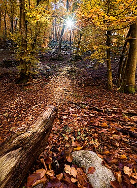 Autumn colors in a wood with a sun burst between the trees, Veneto, Italy, Europe