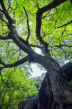 Twisted green tree in the Atlas, Morocco, North Africa, Africa