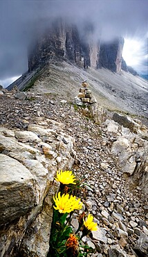 Three Peaks covered by clouds and some rocks and yellow flowers in the foreground, Dolomites, Trentino-Alto Adige, Italy, Europe