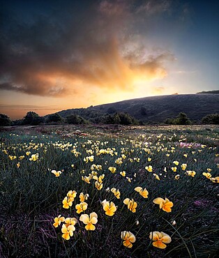 Sunrise over a yellow violet (Viola pubescens) field, Cusna Mountain, Appenines, Emilia Romagna, Italy, Europe