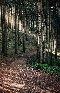 Path in the woods with sun light filtering through the trees, Dardagna Waterfalls, Parco Regionale del Corno alle Scale, Emilia Romagna, Italy, Europe