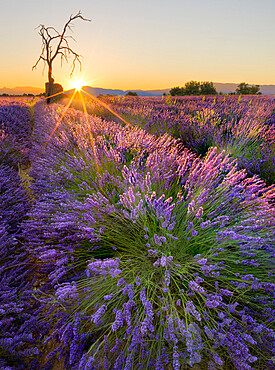 Sunrise in a lavender filed with a dead tree, a ruin and the sun burst, Valensole, Provence, France, Europe