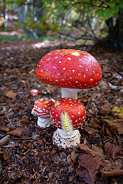 Amanita Muscaria (fly agaric) mushrooms in the underwood with a processionary bug (caterpillar) climbing one of them, Emilia Romagna, Italy, Europe