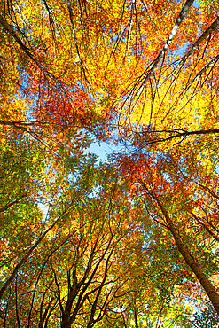 Converging trees photographed from below looking up to the sky with foliage in autumn colors, Emilia Romagna, Italy, Europe