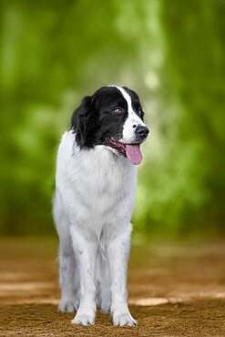 Black and white Landseer dog breed standing, Italy, Europe